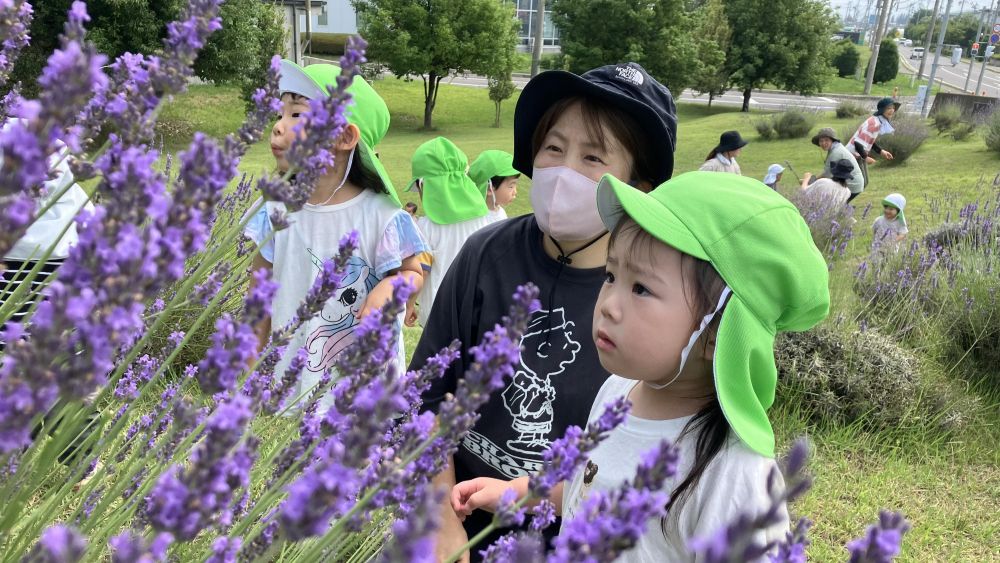 ラベンダーを開放