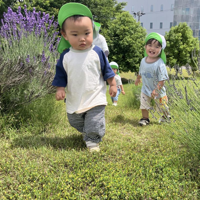 ラベンダー写真4